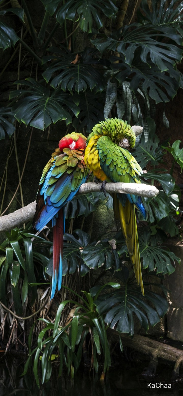 Birds