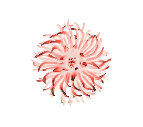 ios red flower
