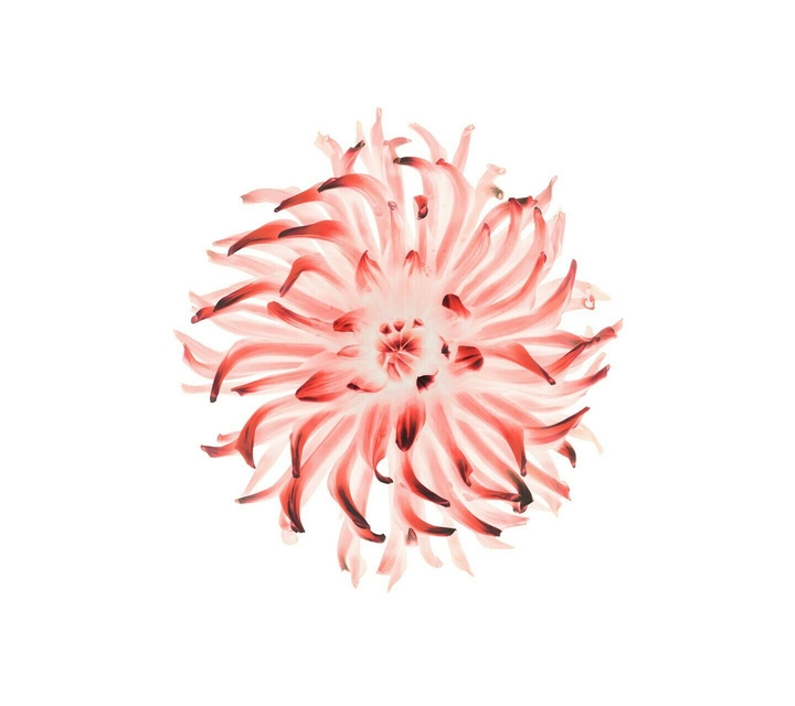 ios red flower