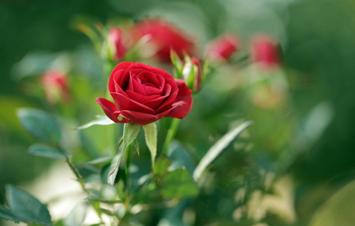 flower