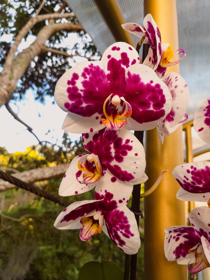 orchid