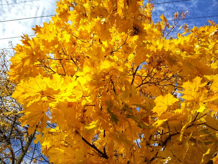 maple