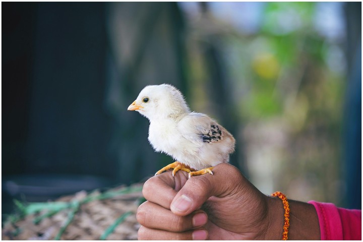chick..