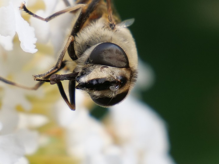 Biene, Insekten, Tiere, Pflanzen, Blumen