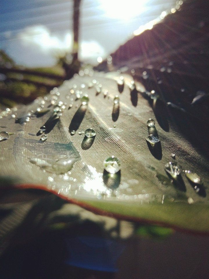 leaf_dew_sunrise