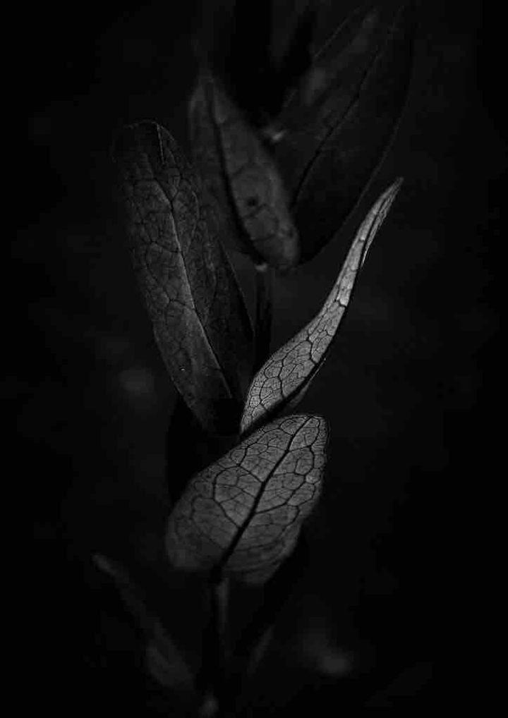 black backgrounds