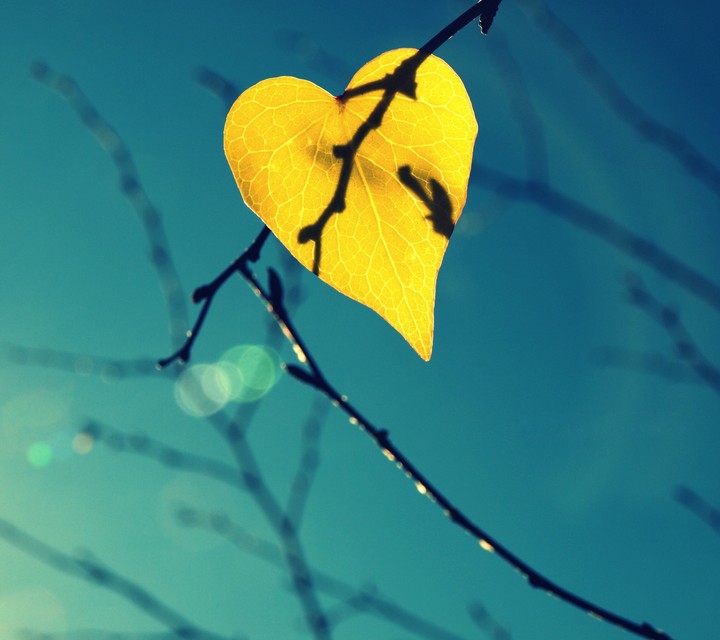 Love leaf