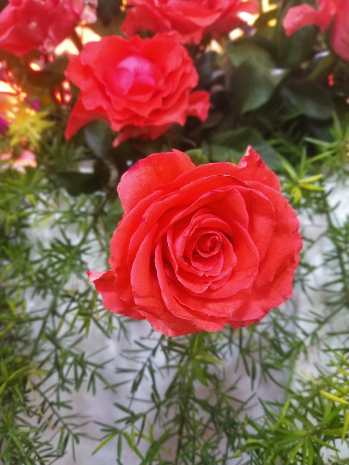 Rose