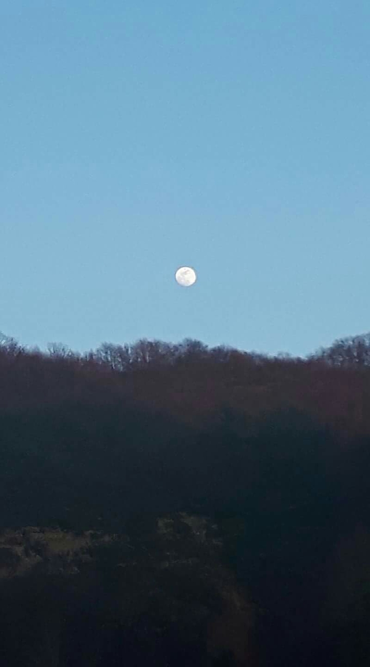 luna  sul bosco