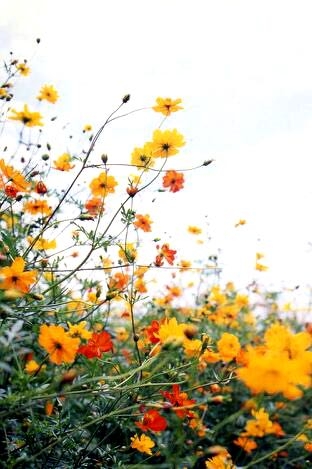 wildflowers