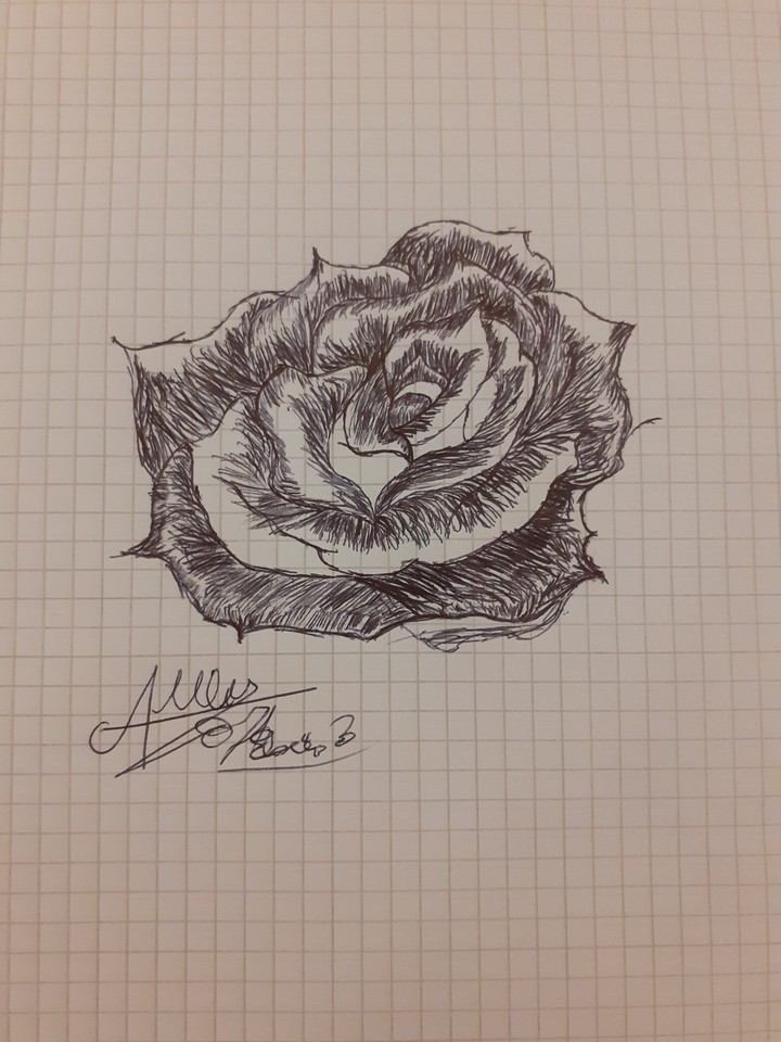 rose