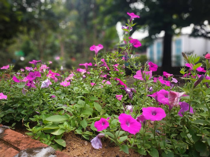 ngẫu hứng