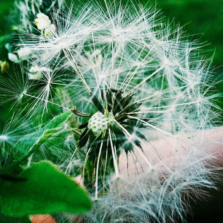Taraxacum