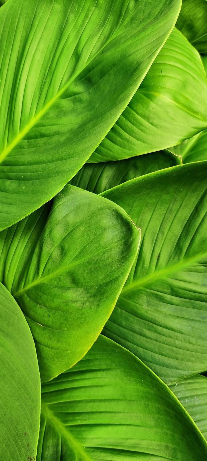 Green Leaf