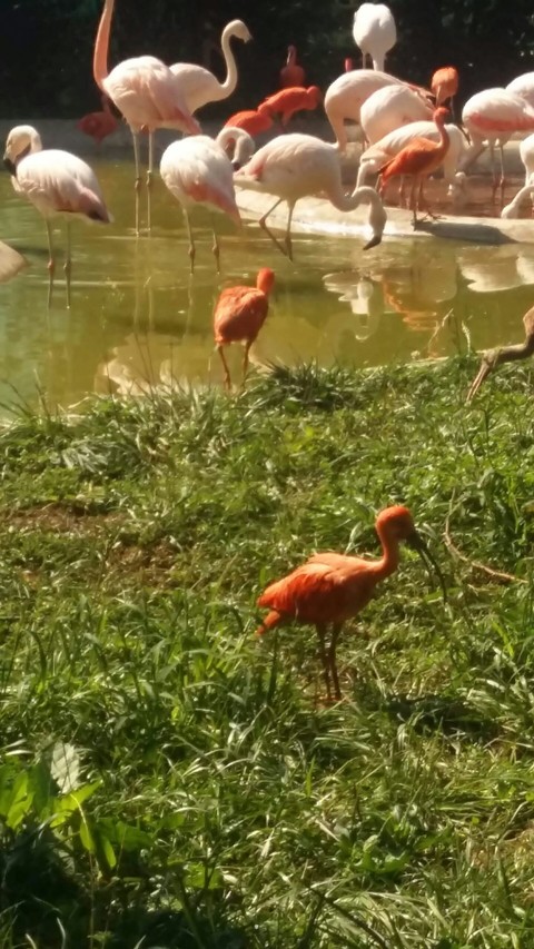 Flamingos