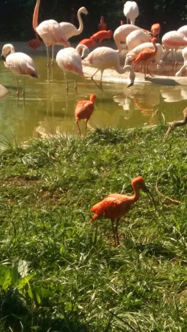 Flamingos
