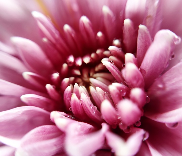 petals of pink