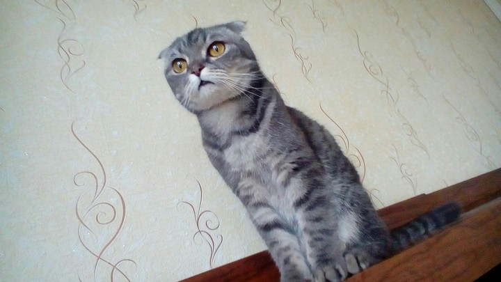 Мой котик Боря♡★♡