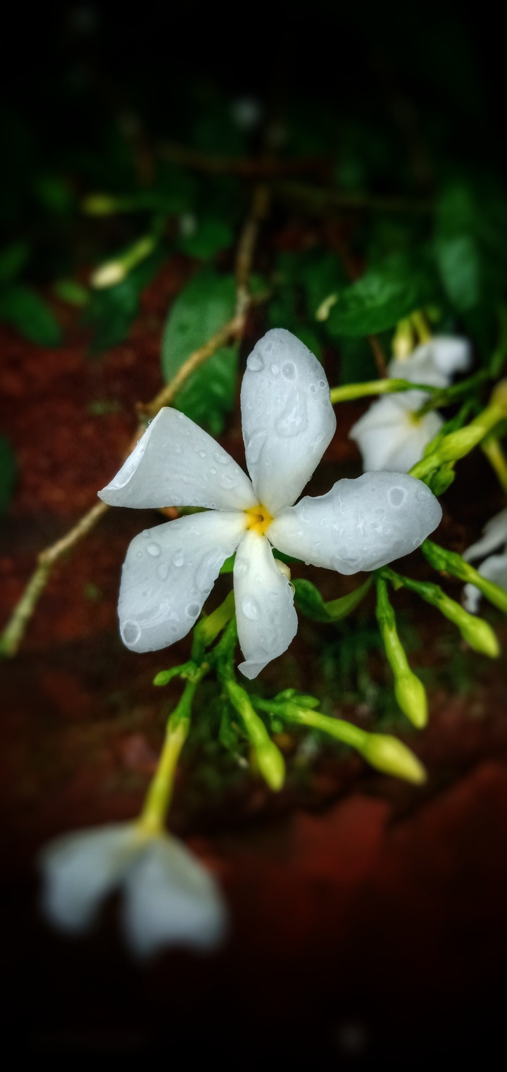 flower