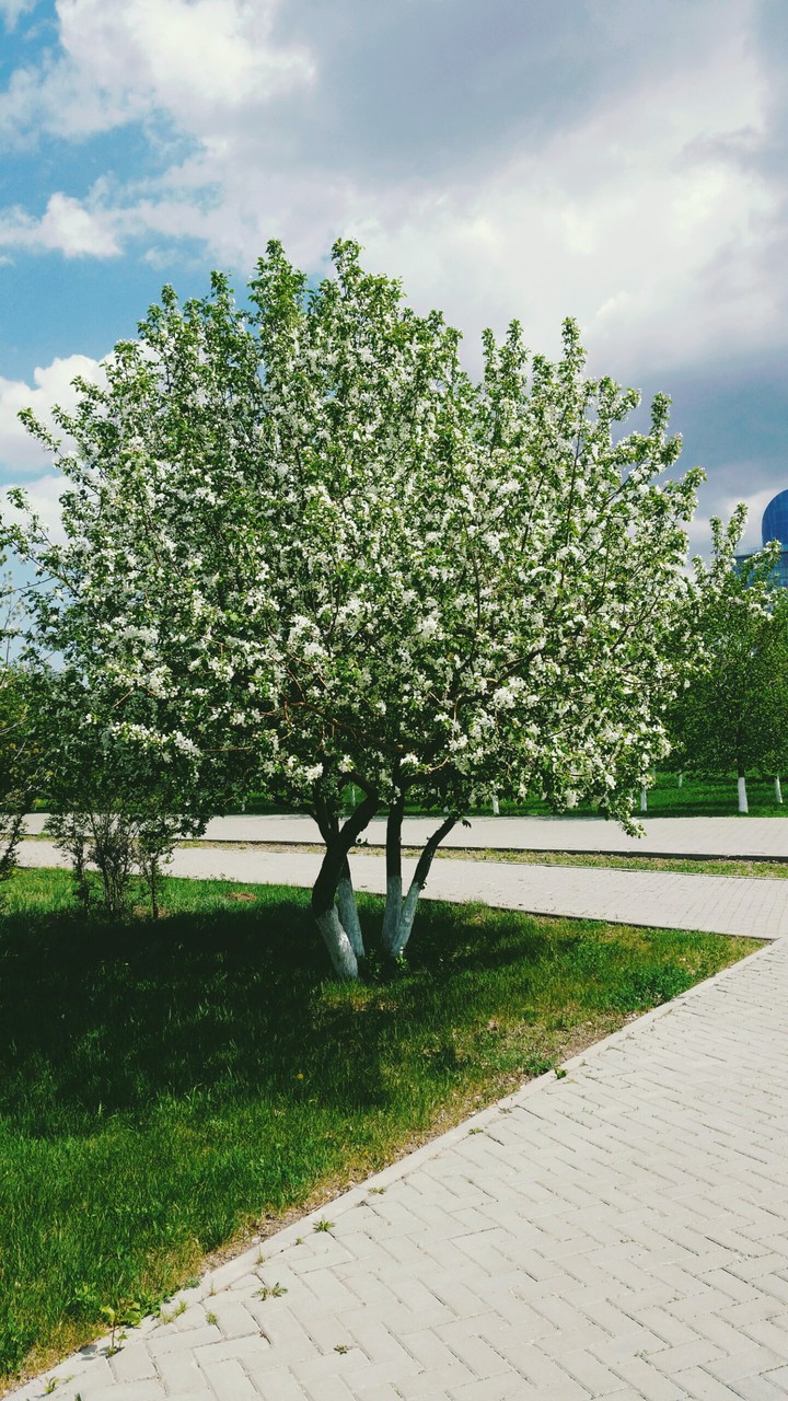 spring