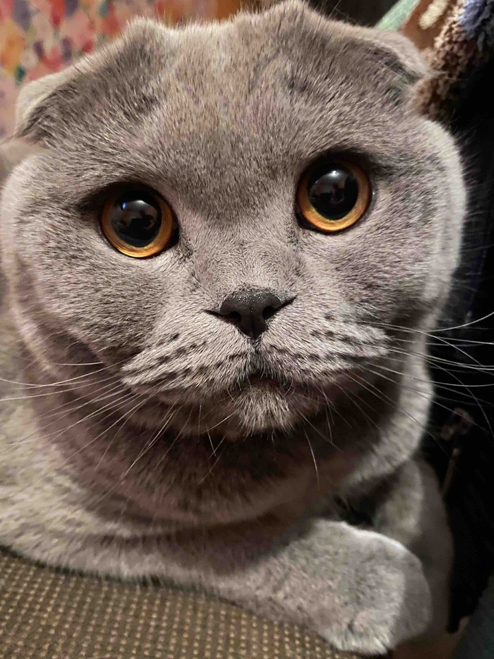 my cat