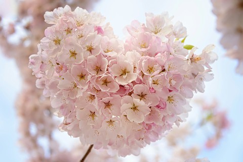 sfondi spring, love