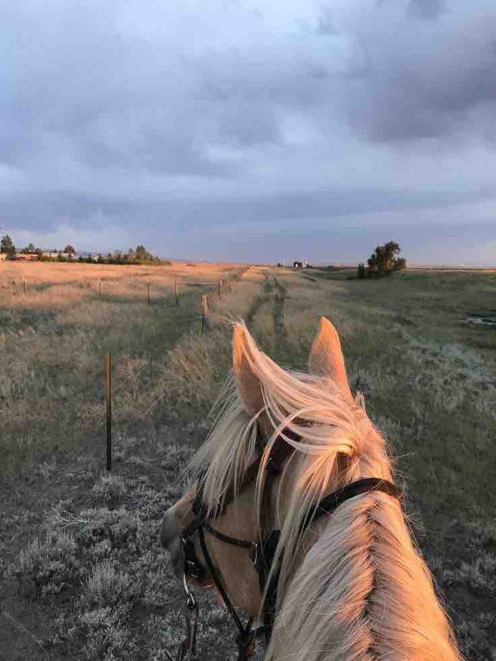Nature with horse