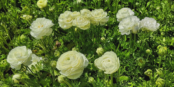 persian buttercup