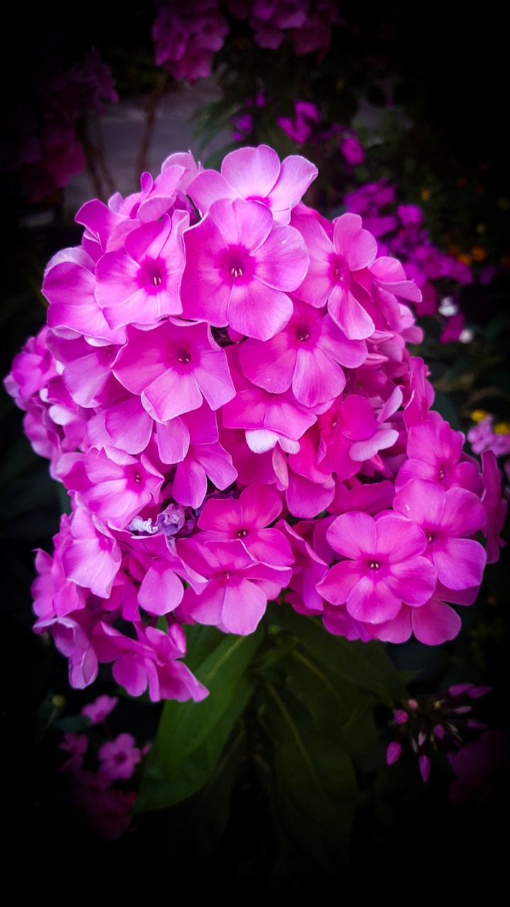 Blossom