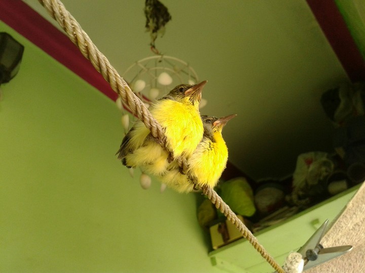 yellow birds
