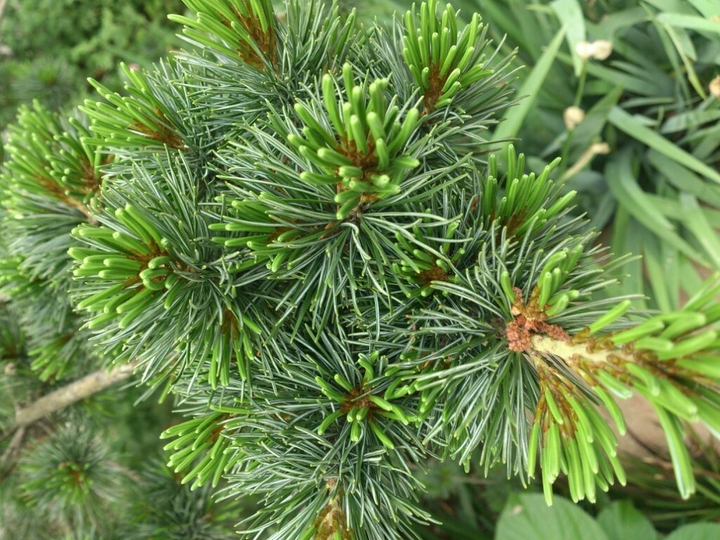 green needle like