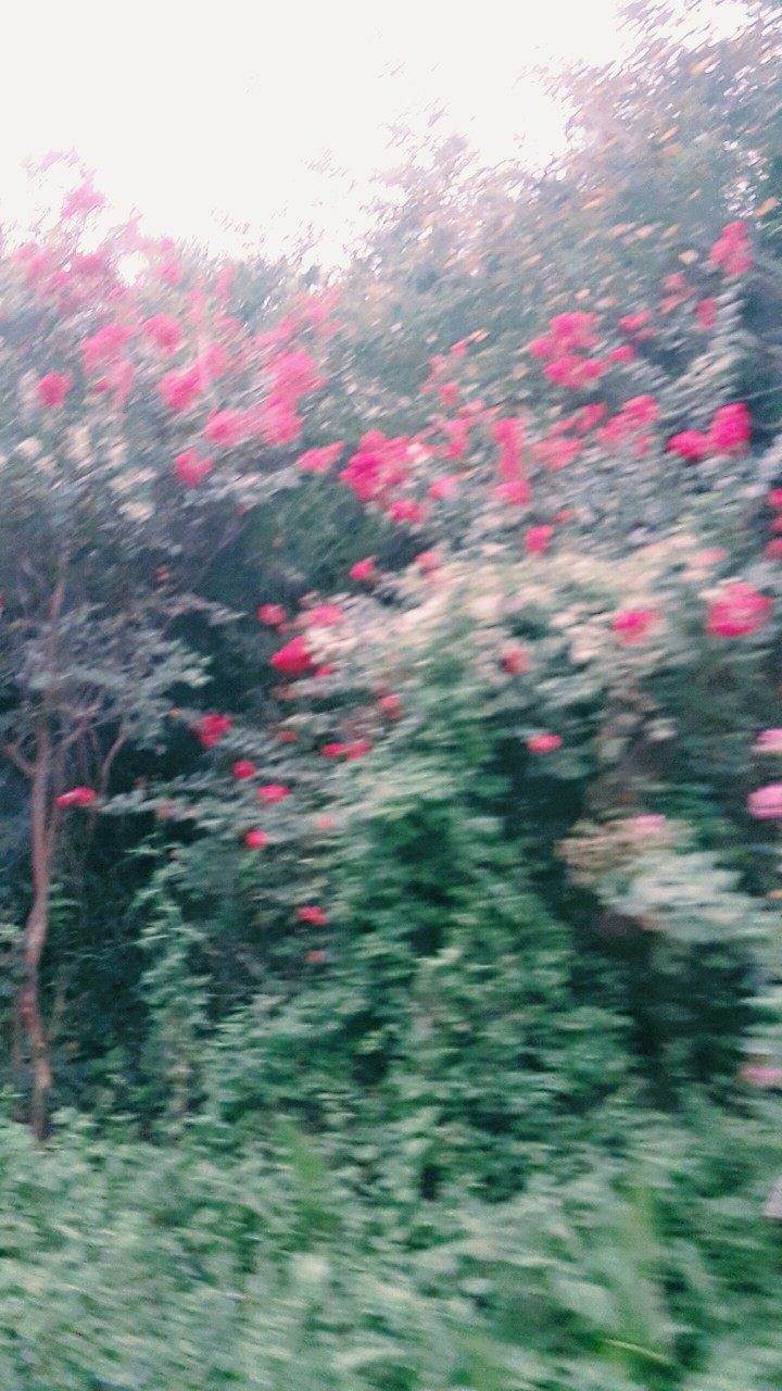 꽃