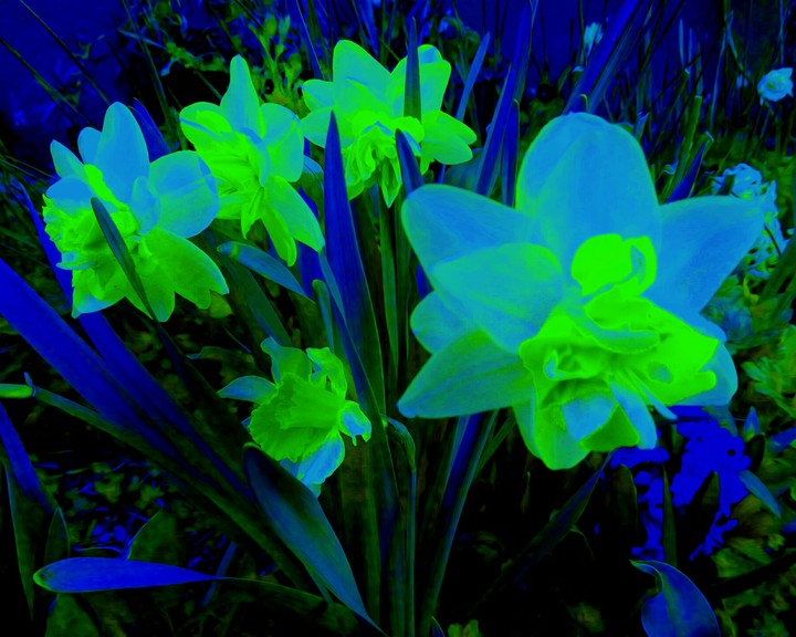 Flor167