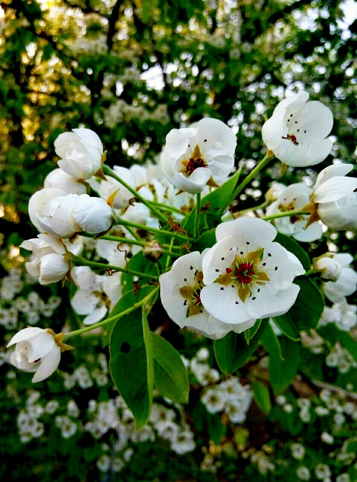 Cherry tree