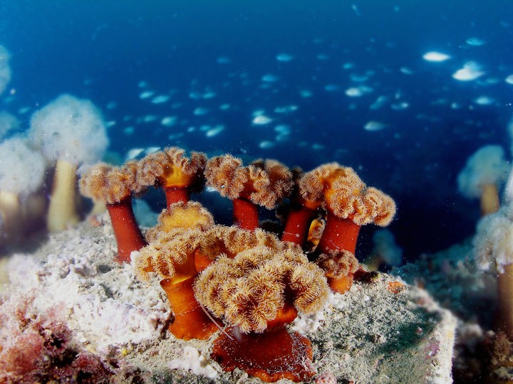 Coral