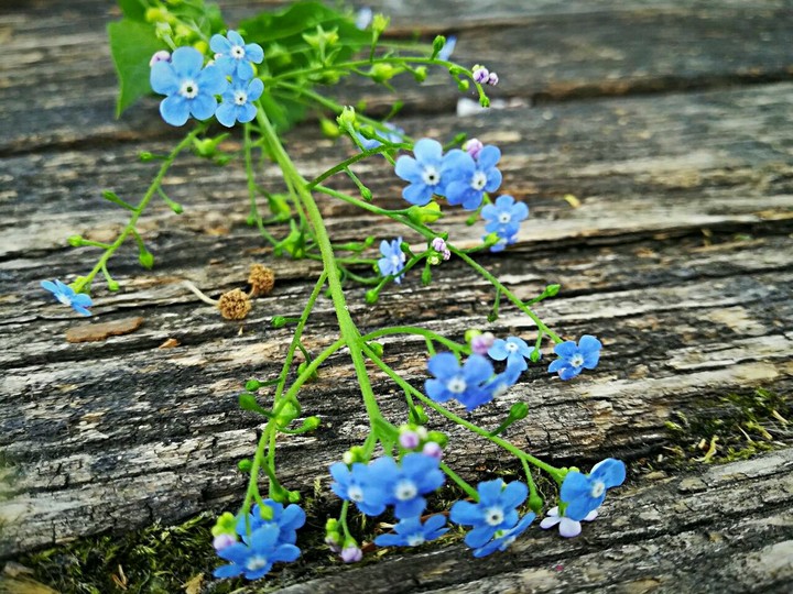 Flower