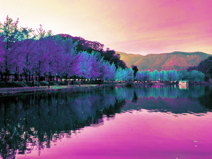 Purple Ginkgo Trees