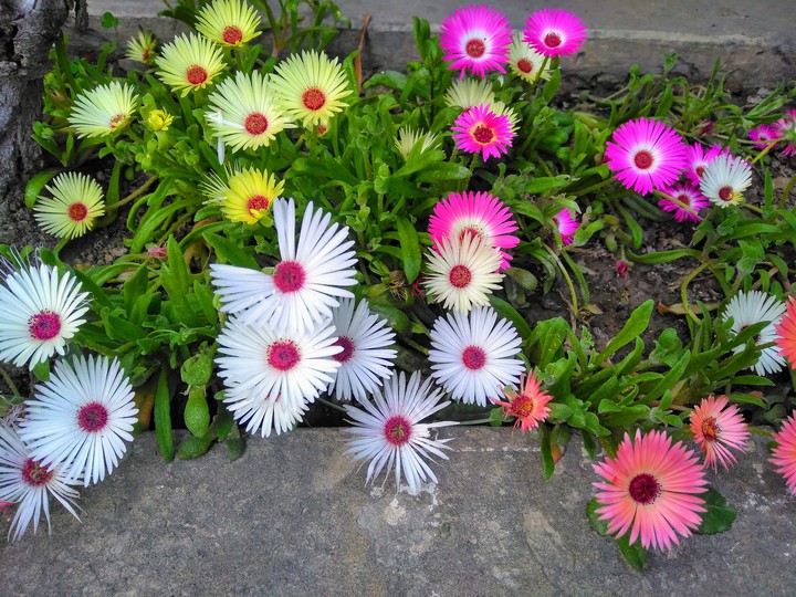 Colors of Spring