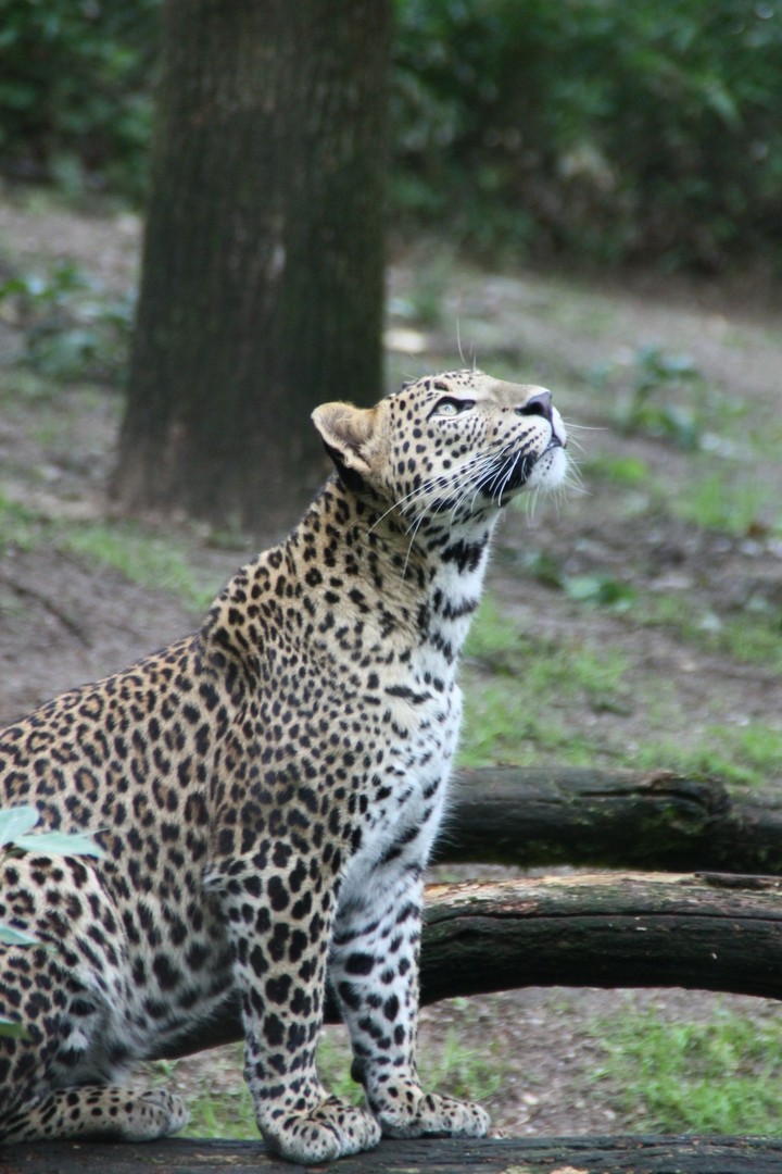 Panther