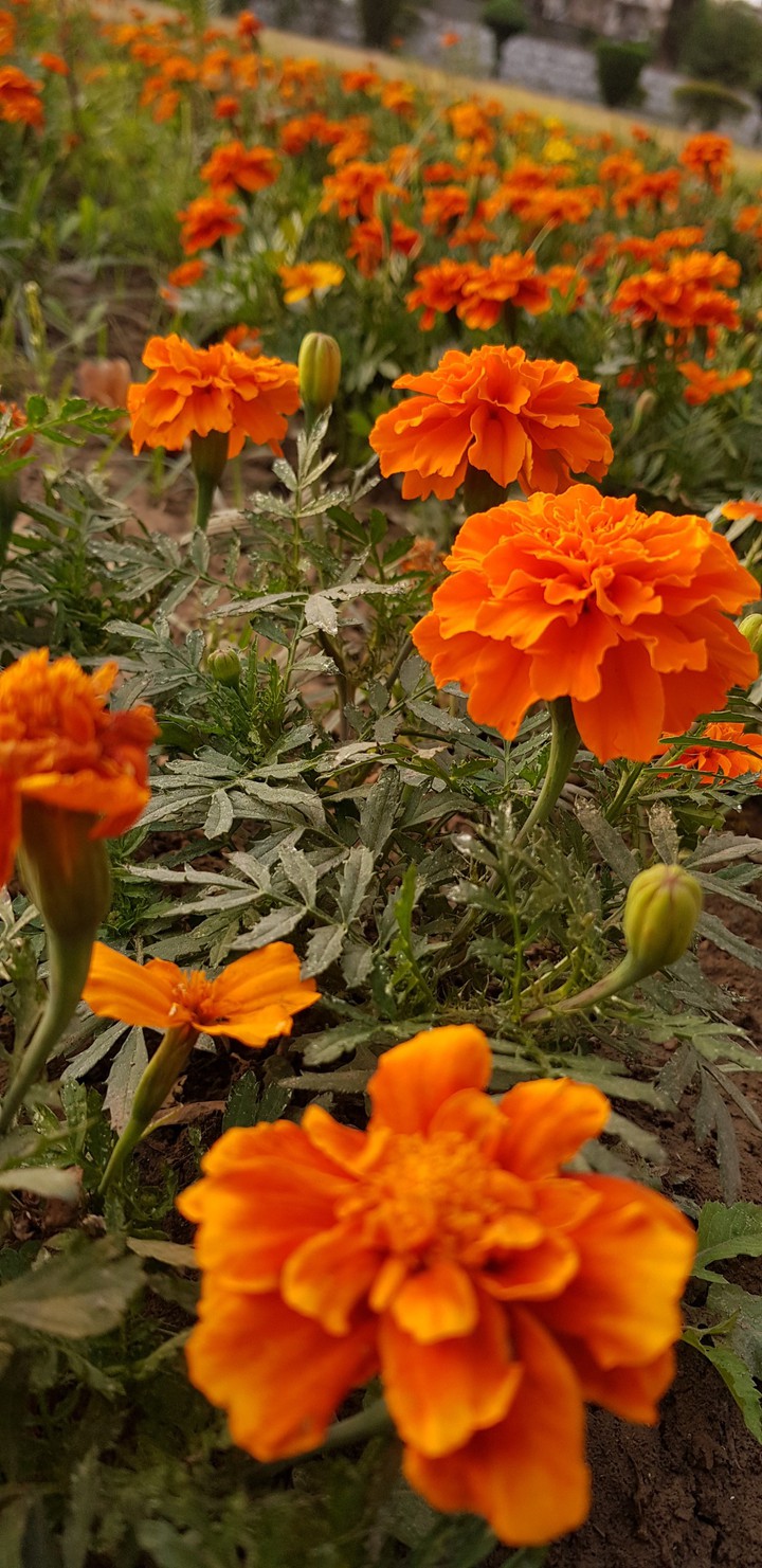 marigold