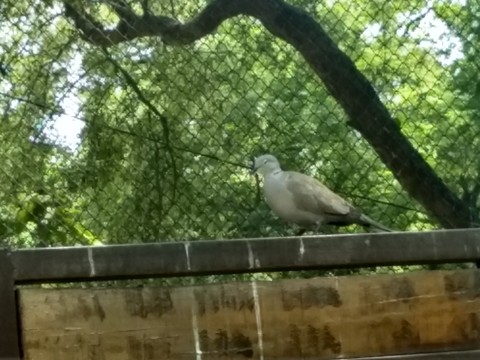 bird