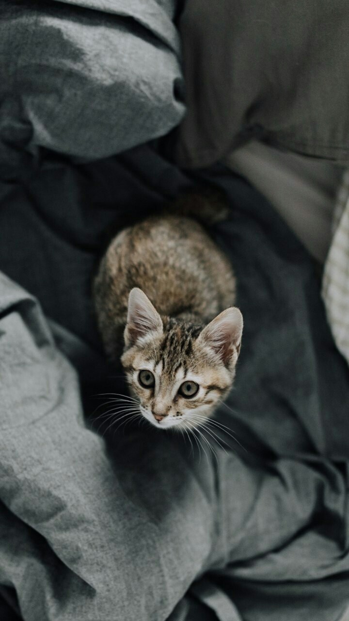 cute kitty