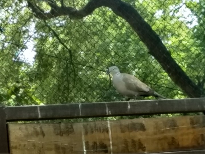 bird