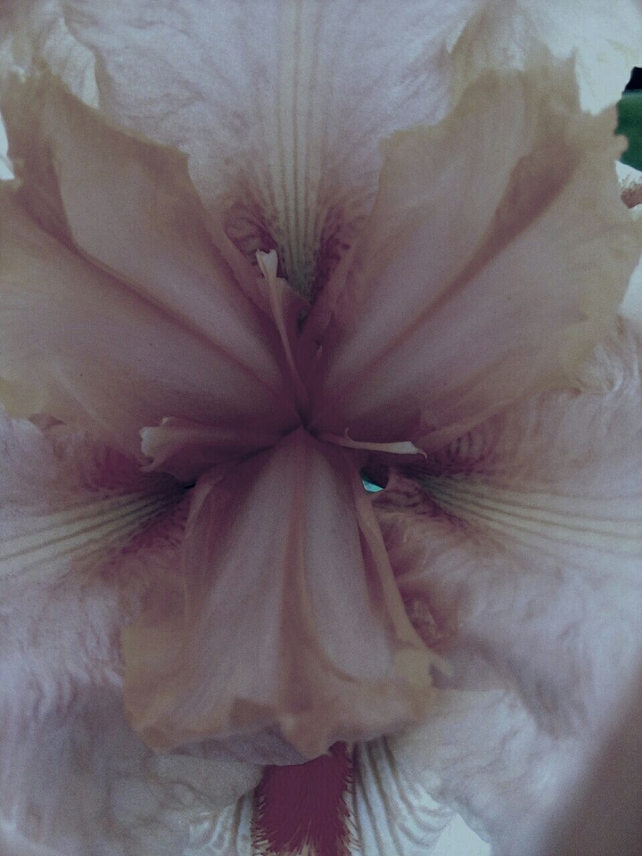 exotic flower