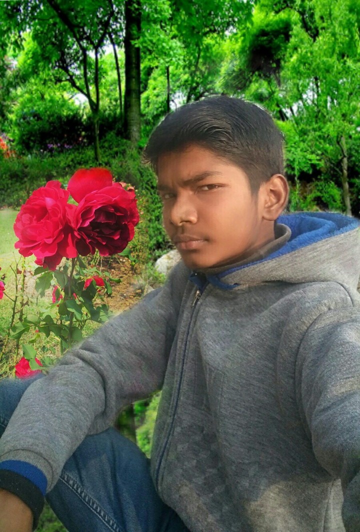 wallpaper,rose,flower,photo,background,love,propsal,boy.