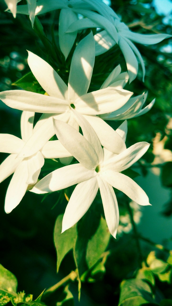 White flowers
