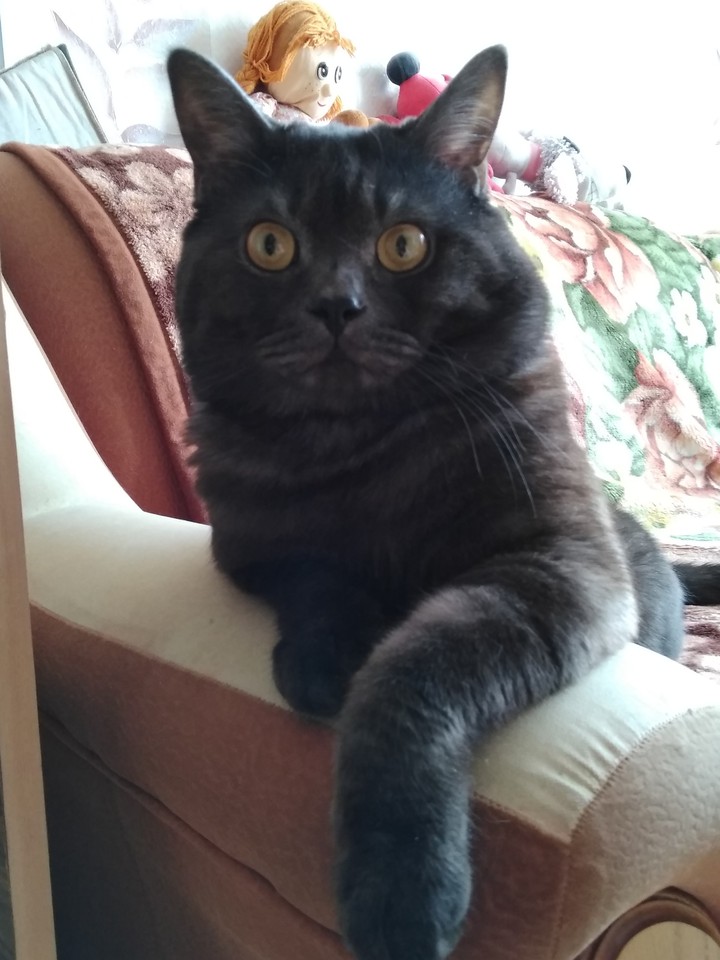 котик