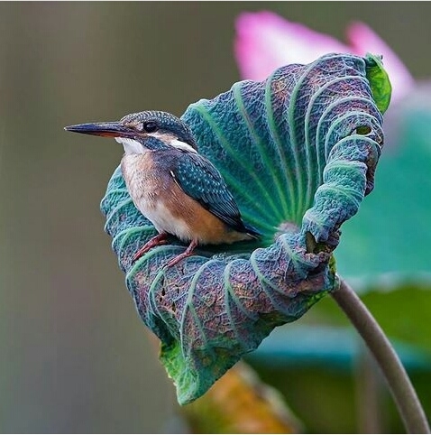 bird