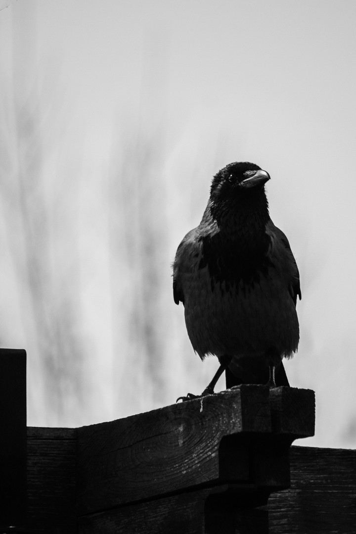 Crow