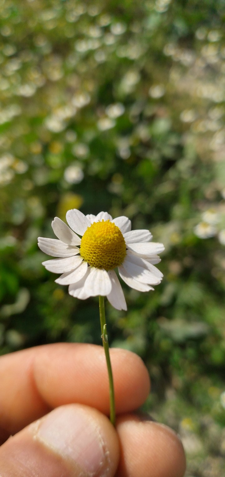 prettyflower